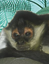 Avian & Exotic Animal Hospital