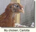 Carlotta the chicken