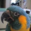 Blue-Throat-Macaw