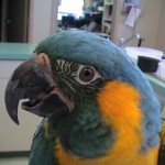 Blue-Throat-Macaw Blue-Throat-Macaw