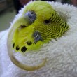 Budgie Beak