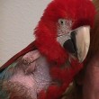 Avian Pain