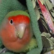 Nesting Behavior