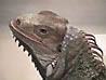 Bearded Dragon Bearded Dragon