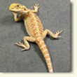 bearded-dragons1