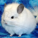 Chinchillas Chinchillas