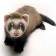 ferret