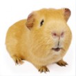 Guinea Pigs