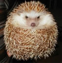 Information About Hedgehogs