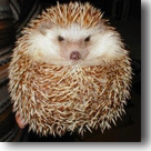 hedgehog hedgehog