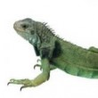Care and Feeding of Iguanas
