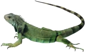 Iguanas Iguanas