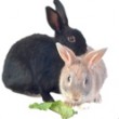 Rabbits