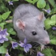 Care and Feeding of Rats