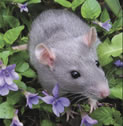 Rats Rats