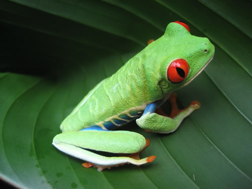 Costa_Rican_Frog_fs