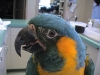 Blue-Throat_Macaw.lipoma._4_fs