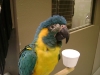 Blue-throated_Macaw_fs