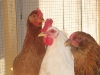 Buff_Orpington_Leghorn_Americona_Chickens_fs