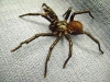 California_trapdoor_spider(Bothriocyrtum_californicum)_006_fs