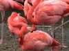 Flamingos.02_fs