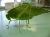 Katydid_009_fs