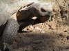 Tortoises_022_fs