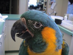 Common Avian Emergencies | Avian and Exotic Animal Hospital