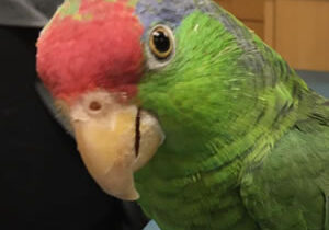 bird