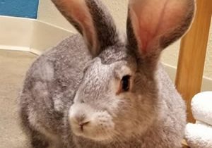 Rabbit