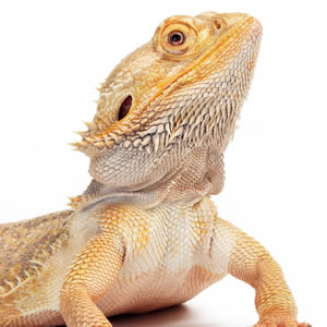 Care And Feeding Of Bearded Dragons And Uromastyx Avian And