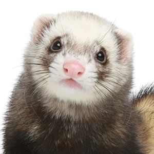 6 month old ferret